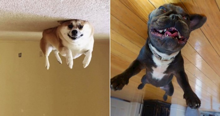 20 pasa koji znaju kako prkositi gravitaciji