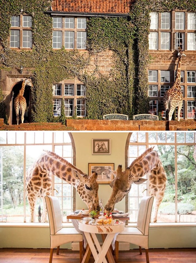 5. Palača s žirafama, Kenija