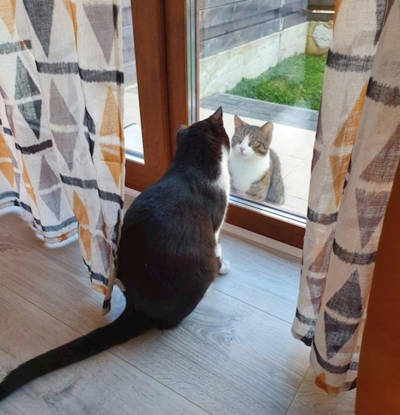 10. "Mačka našeg susjeda svaki dan dođe provjeriti što ima kod nas."