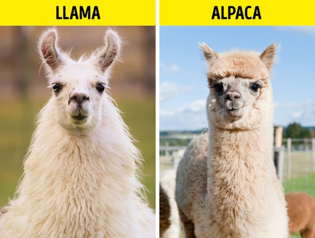 2. Ljama/ Alpaka