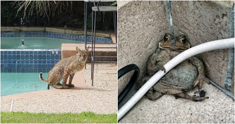 15 ljudi uhvatili su urnebesne fotke životinja i morali ih svima pokazati