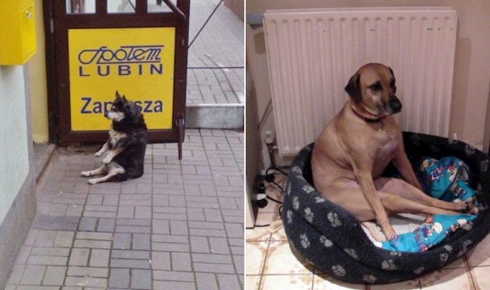 20+ urnebesnih pasa koji sjede u stvarno jako čudnim pozama