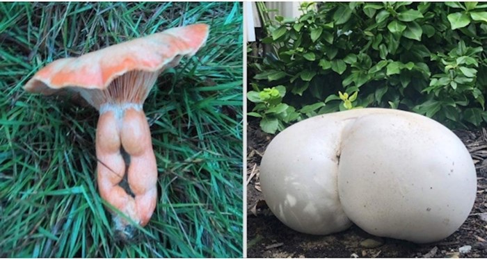 20 urnebesnih fotografija koje će vam otkriti da gljive imaju presmiješne "guze"
