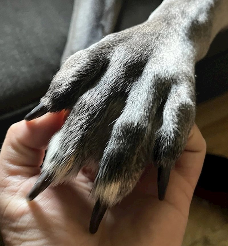 11. "Moj pas ima duže prste od mene!"