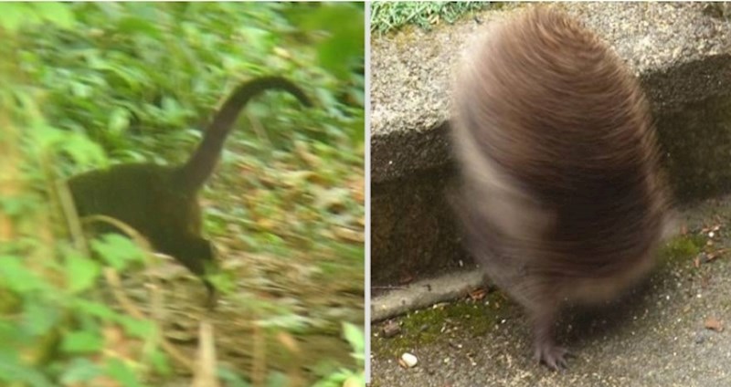 30 urnebesnih neuspjelih pokušaja fotografiranja divljih životinja