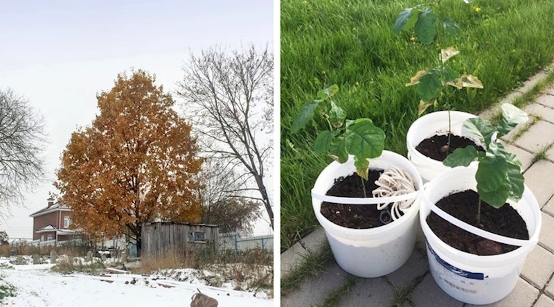 5. "Moj djed je posadio ovaj hrast kad sam se ja rodila. Sad sam ja posadila dva podmladka u čast svoje djece."