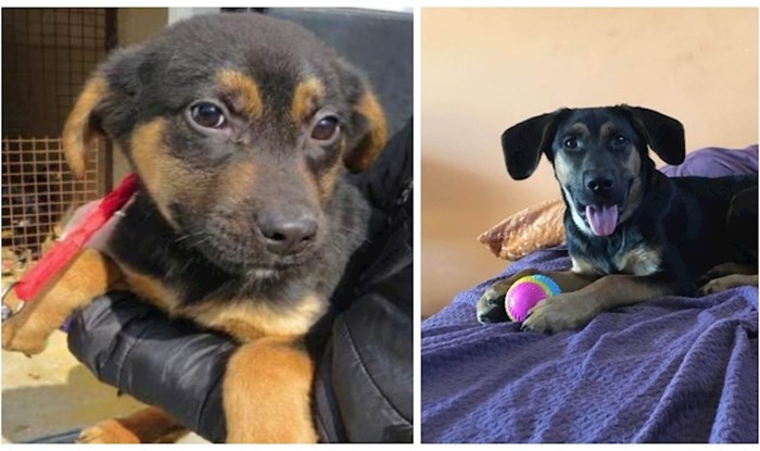 20+ usporednih fotki pasa prije i nakon udomljavanja koje pokazuju koliko im znači naša ljubav