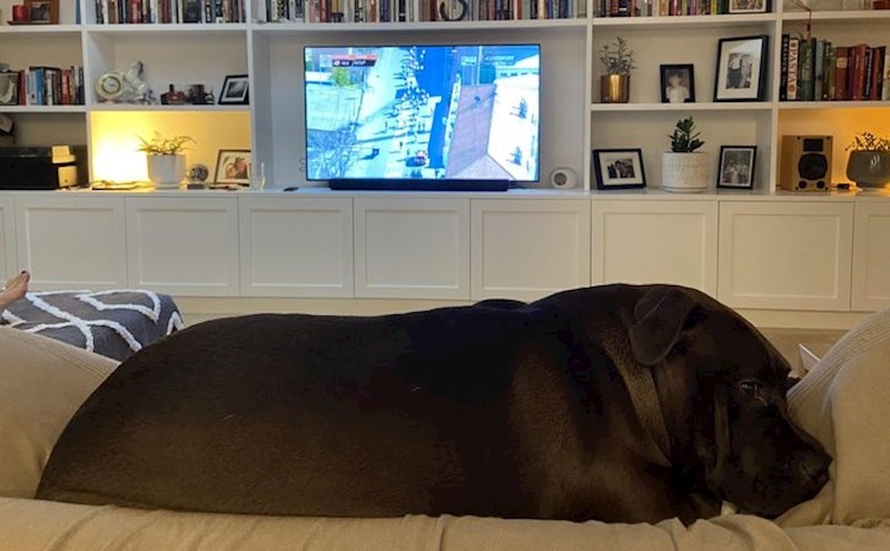 12. Pas ili nilski konj?😂