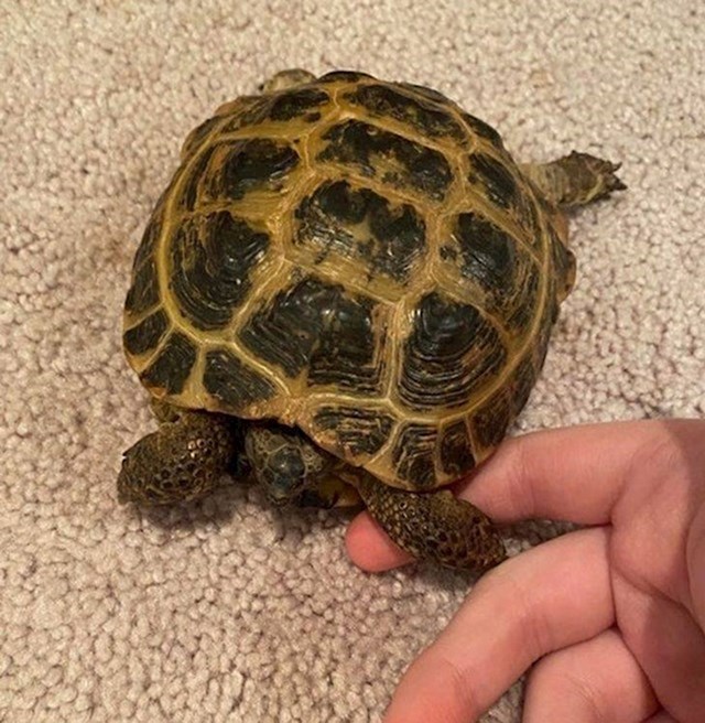 "Moja kornjača obožava kad se držimo za ruke."