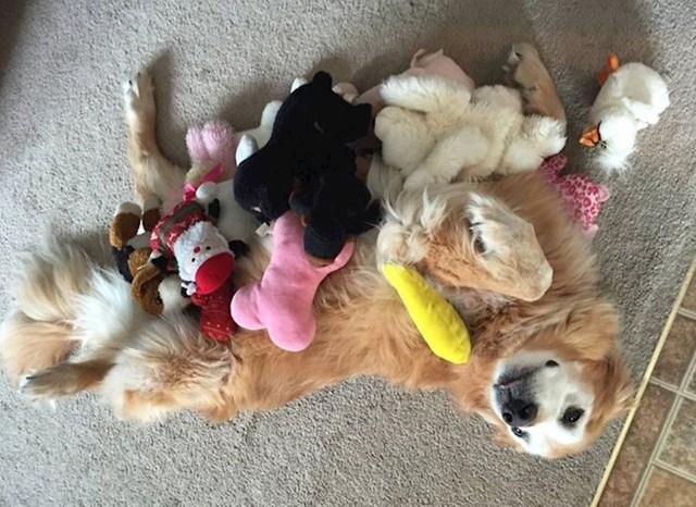 9. Pas moje bake i sve njegove igračkice