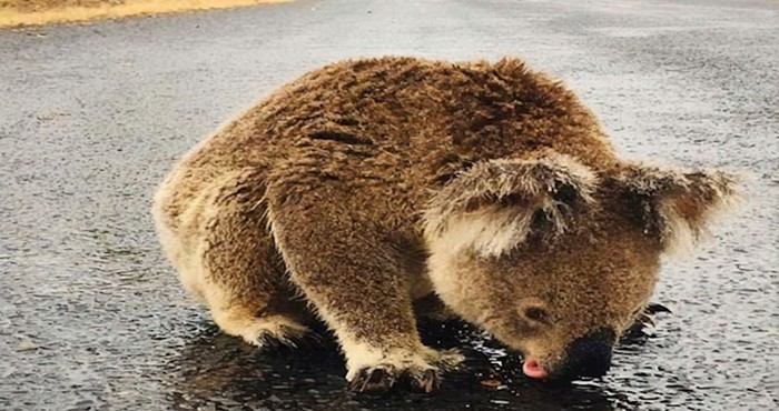 VIDEO Dehidrirana koala pije vodu iz lokve nakon prve obilne kiše u Australiji