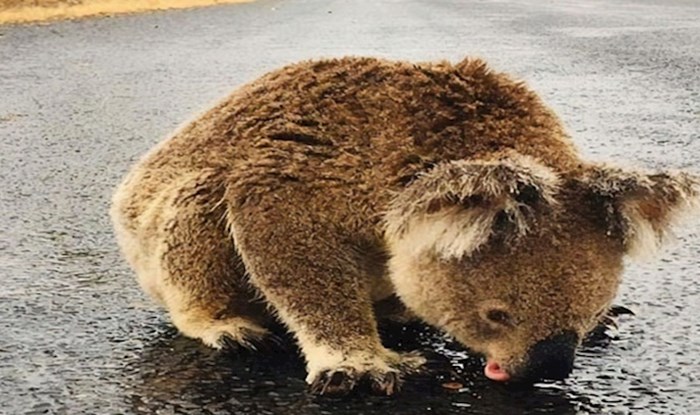 VIDEO Dehidrirana koala pije vodu iz lokve nakon prve obilne kiše u Australiji