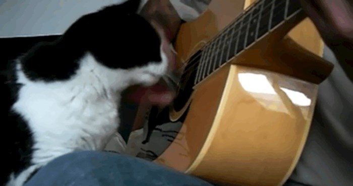 Ova mačka ima ritma više od mnogih ljudi, pogledajte što radi s vlasnikom