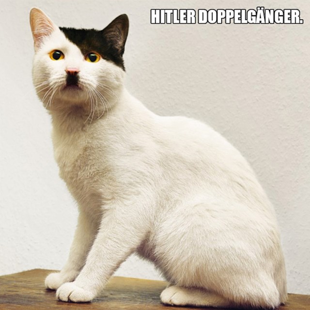 1. Maca koja je dvojnica Adolfa Hitlera