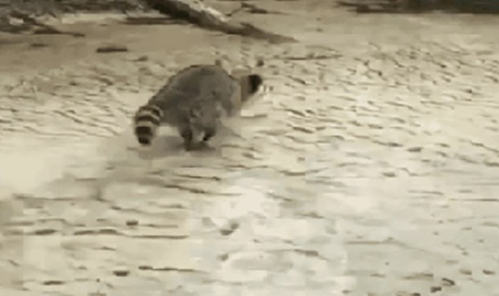 Napasni rakun svim silama joj je pokušavao nešto ukrasti
