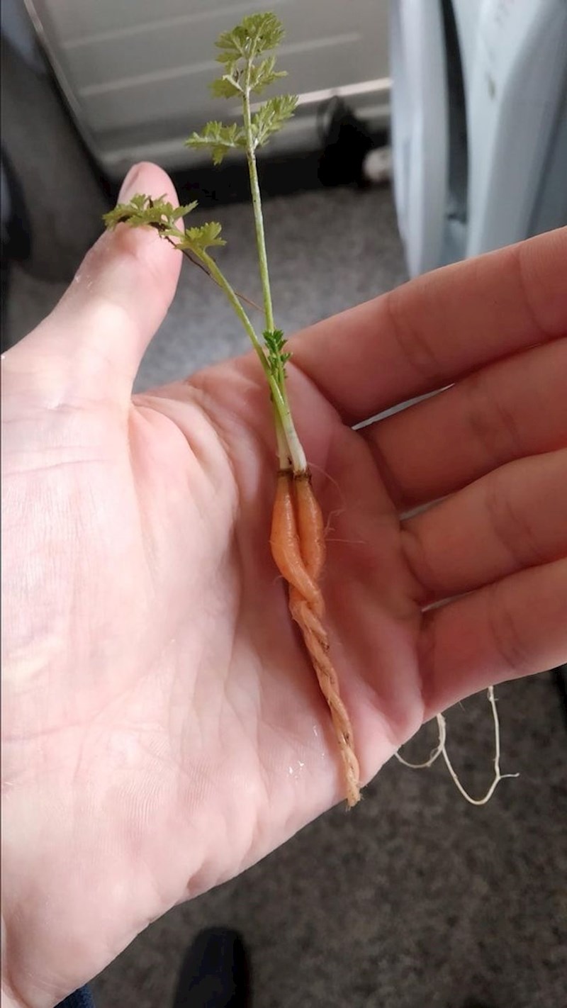 "Moje mini mrkvice su se zaljubile."