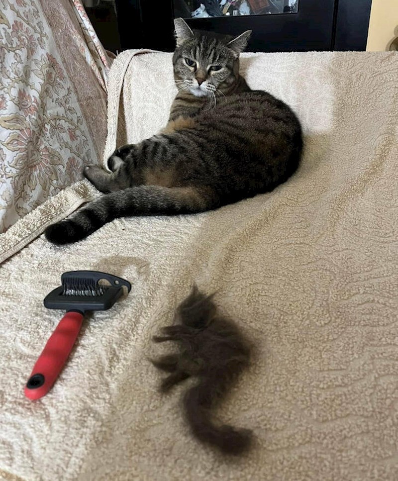 7. Zabavan način češljanja mačke. Ali ona ne izgleda baš oduševljeno.🤣