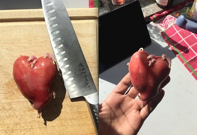 Krumpir u obliku srca s arterijama