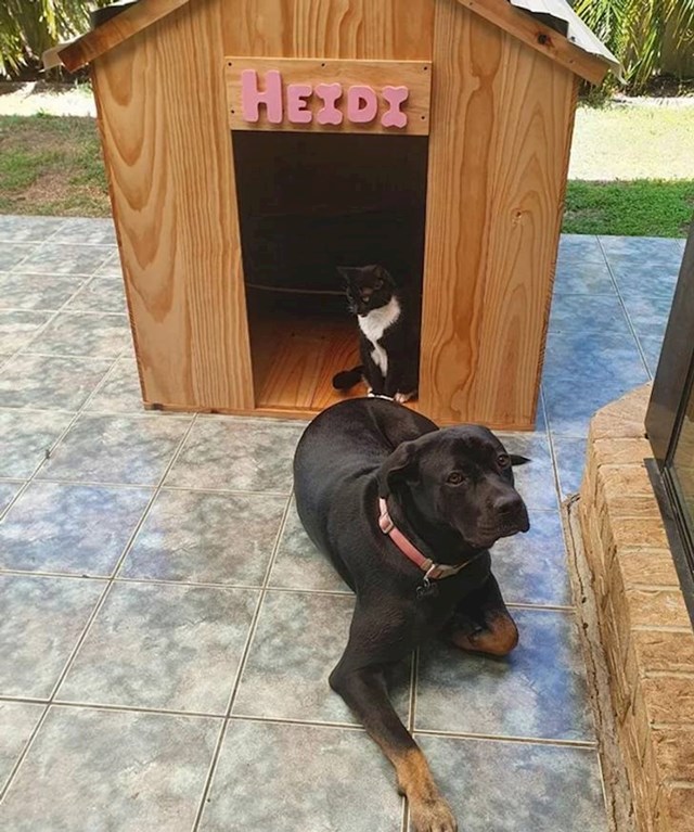7. "Moj muž napravio je kućicu za psa. Mačka je odlučila da je njezina!"