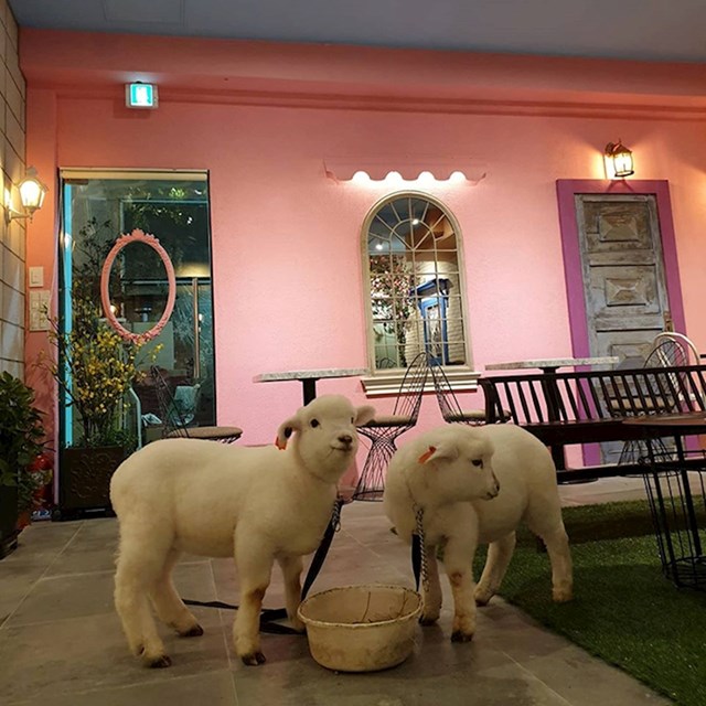 U kafiću možete slobodno maziti druželjubive ovce.