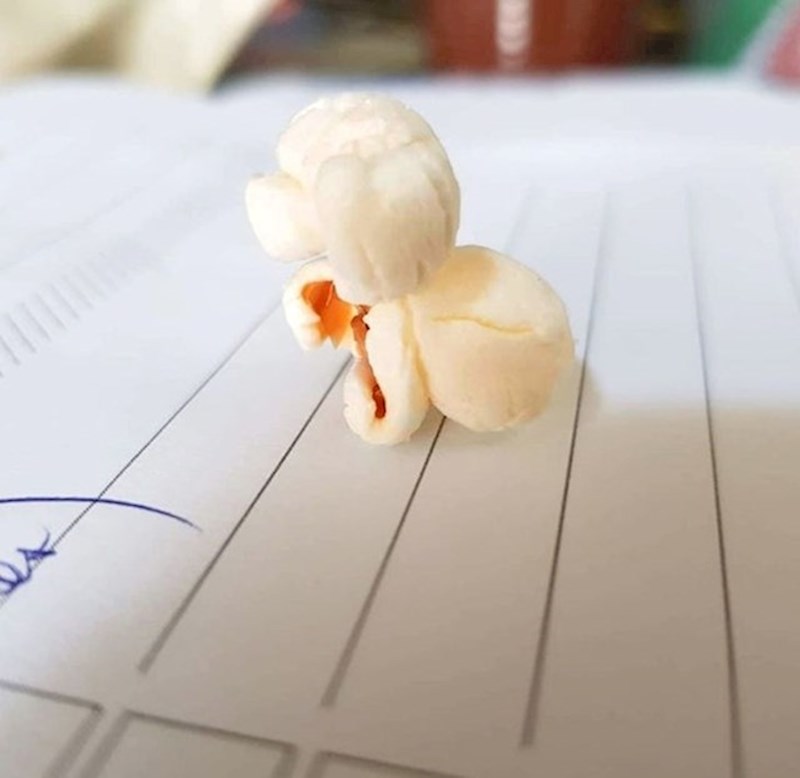 4. Kokica koja izgleda kao pudlica