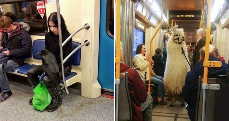 30 životinja koje se dok putuju ponašaju civiliziranije od nekih ljudi