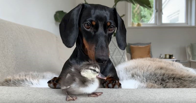 VIDEO Preslatki jazavčar zaljubio se u malenog pačića čim se izlegao