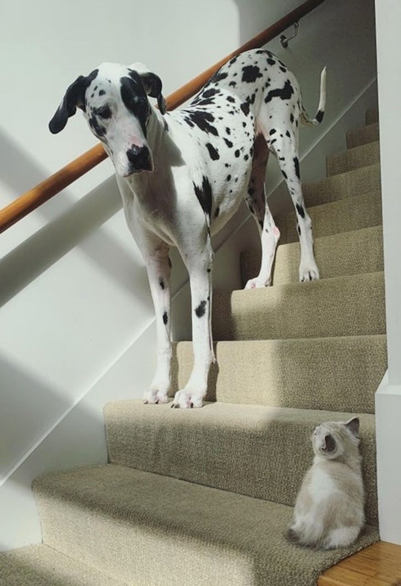 13. Veličina nije bitna kad je u pitanju autoritet