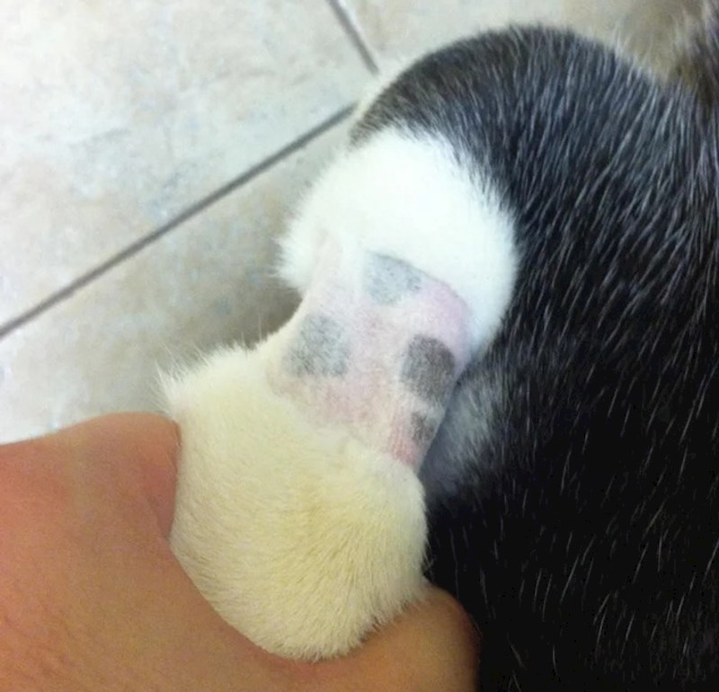 6. "Veterinar mu je obrijao nogu i otkrili smo da ima pjegice!"