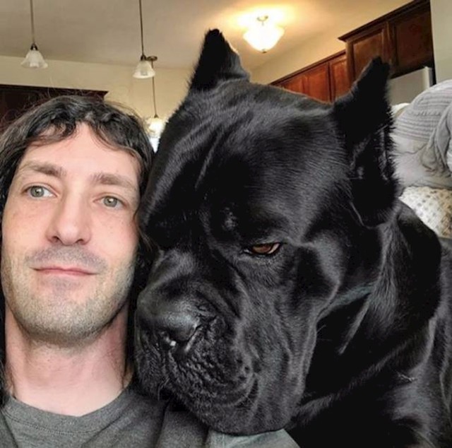 10. Divan primjerak Cane corsa