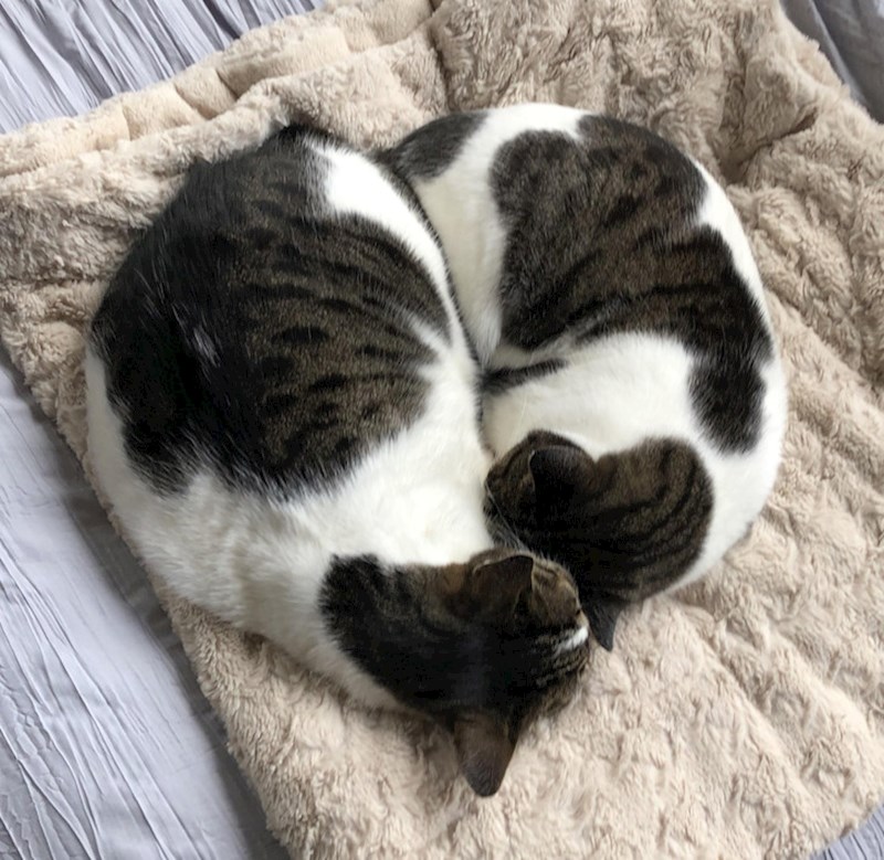 15. Nisu u rodu, ali su jako slične i naravno - nerazdvojne!