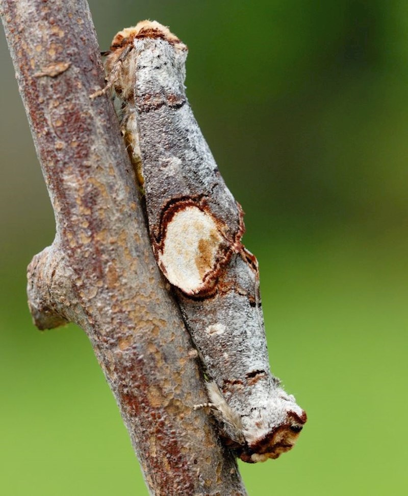 Ovo je pravi primjer mimikrije.