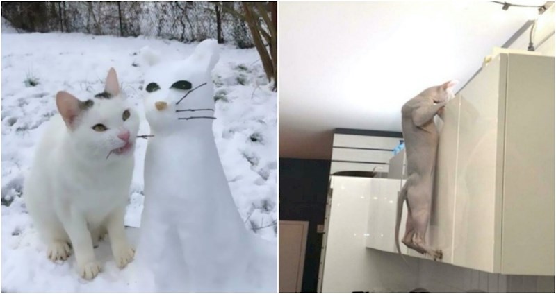 19 smiješnih fotki mačaka koje kao da su se malo pokvarile