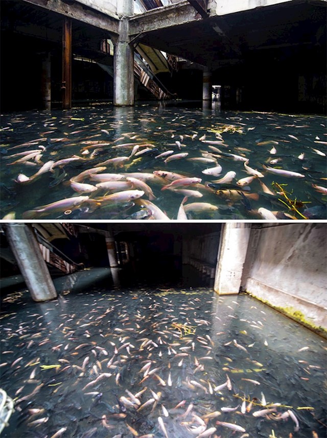 18. Napušteni shopping centar kojim su zavladale ribe