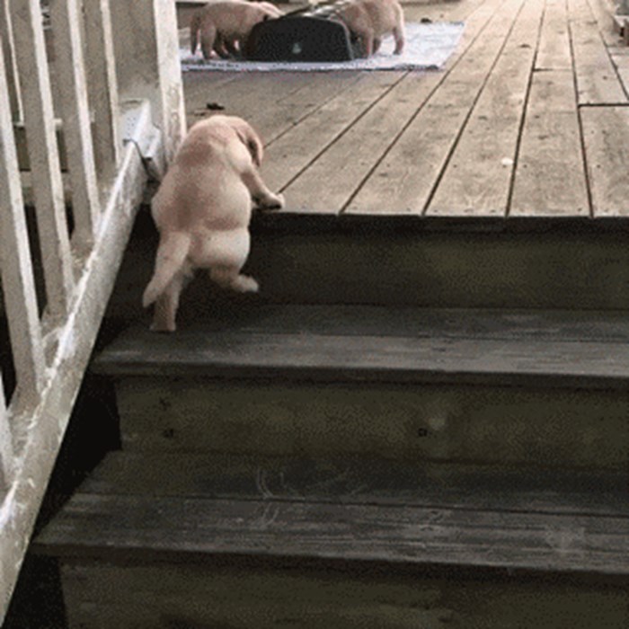 Štene i borba sa stepenicama