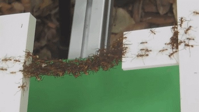 GIF: Mravi izgradili živi most od - mrava!