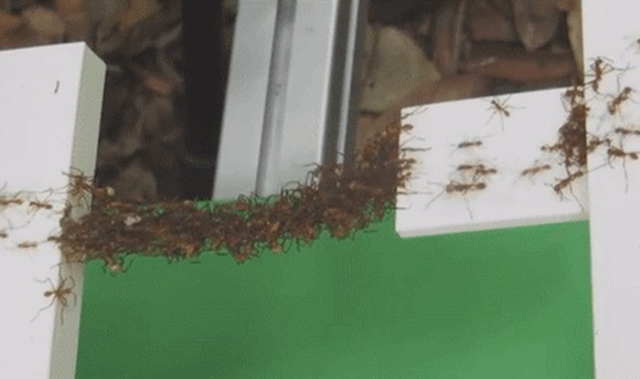 GIF: Mravi izgradili živi most od - mrava!