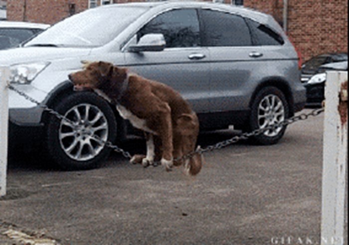 GIF: Pogledajte što ovaj pas može