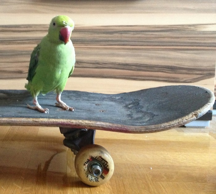 Cork is sk8ting