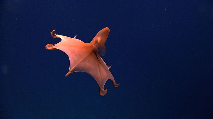 Nova nepoznata bića na dnu oceana...