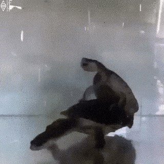 Kornjače i hardcore parenje, mužjak se skroz uživio hahaha