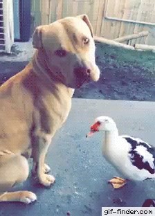 Patka napala psa na najbolnijem mjestu