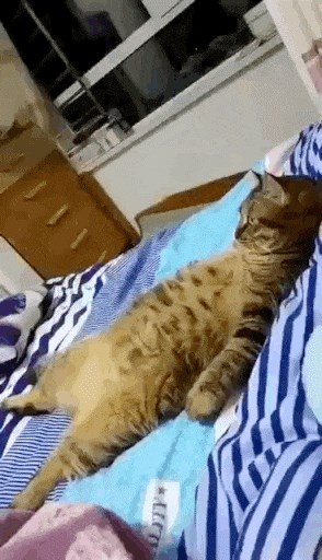 Težak je mačji život