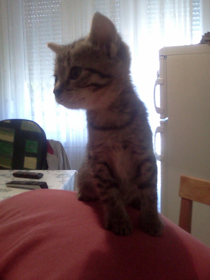 Maaa-caaa!