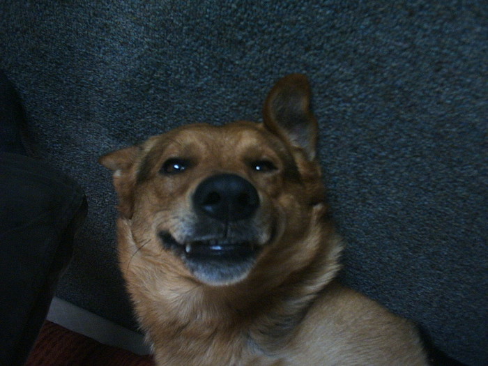 pas Dingo.jpg