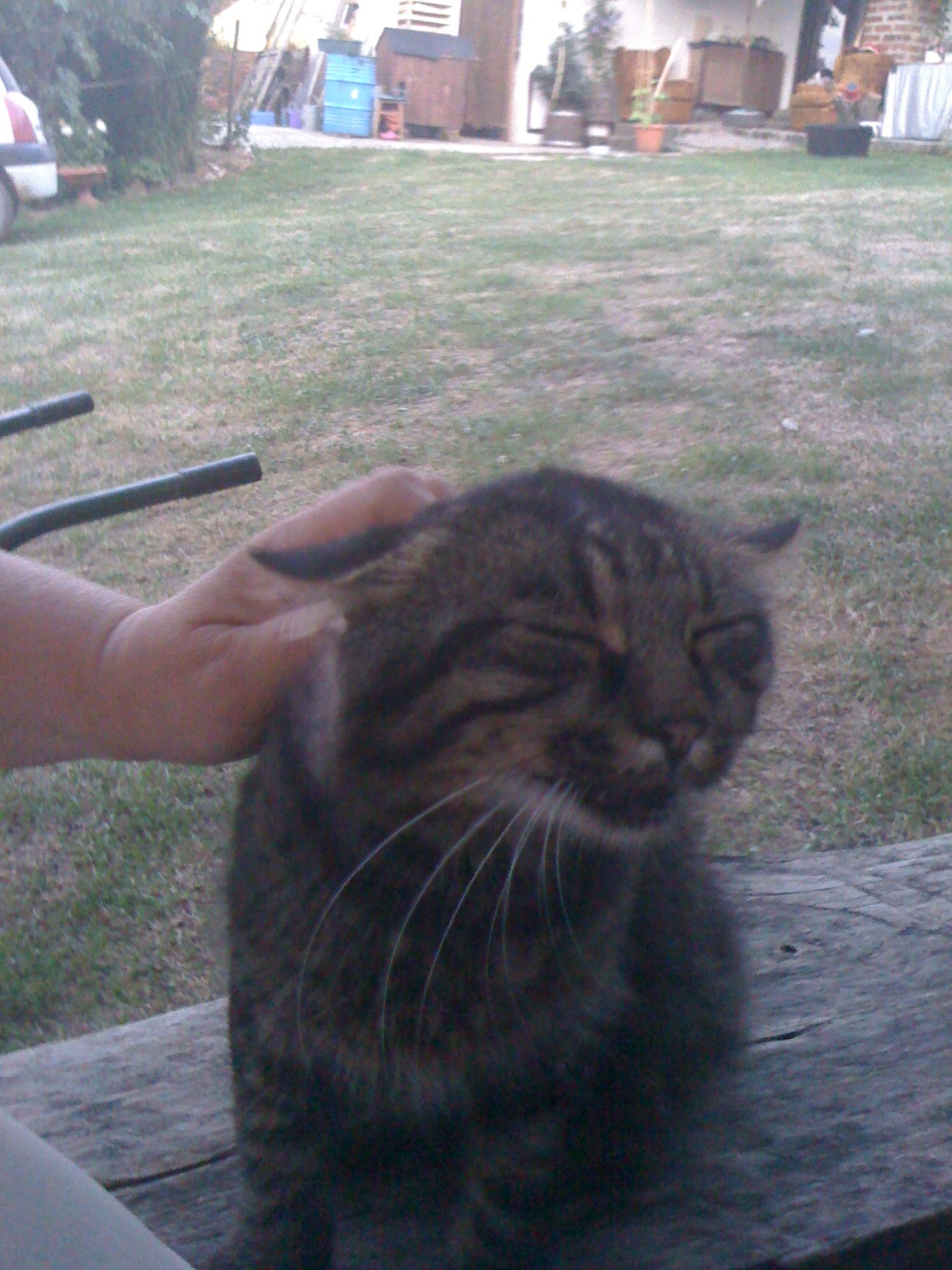 Mačak Garfiled 2.JPG