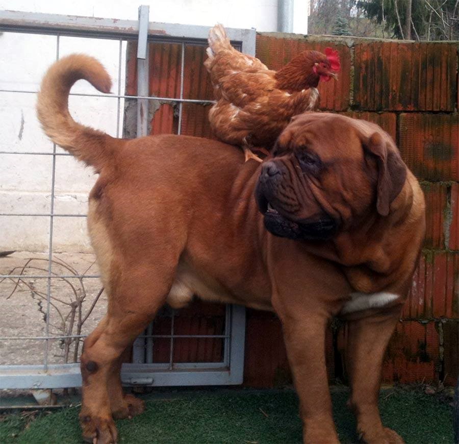 Artur - čuvar kokoši