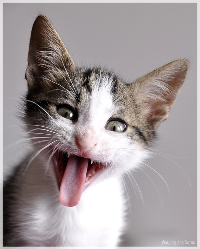 reci ''AAAAAAAA'' 