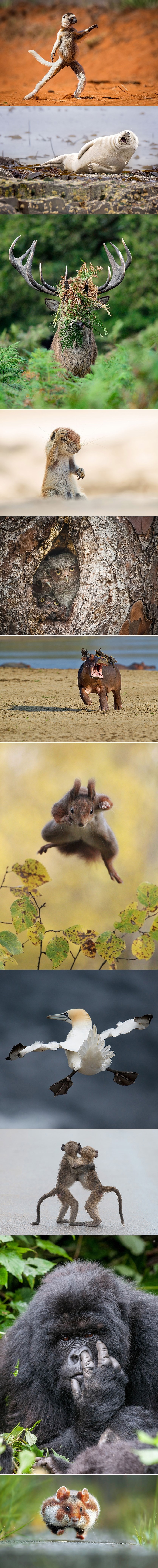 TOP 13 finalista natjecanja za najkomičniju životinjsku fotku godine