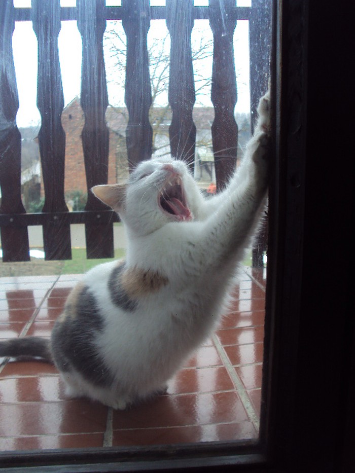 Pusti me unutraaaa!